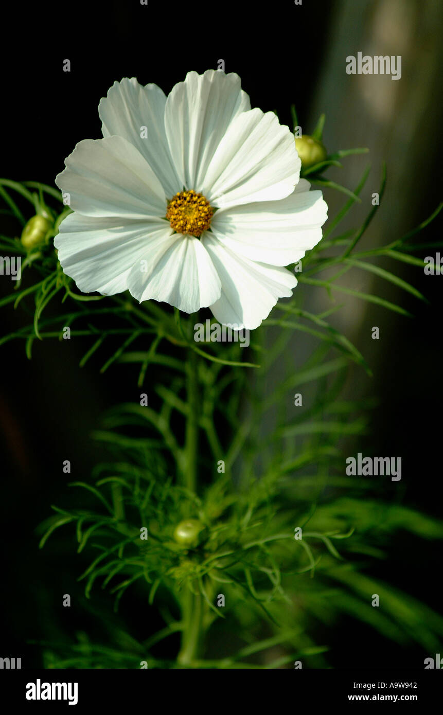 Blume in England genommen Stockfoto