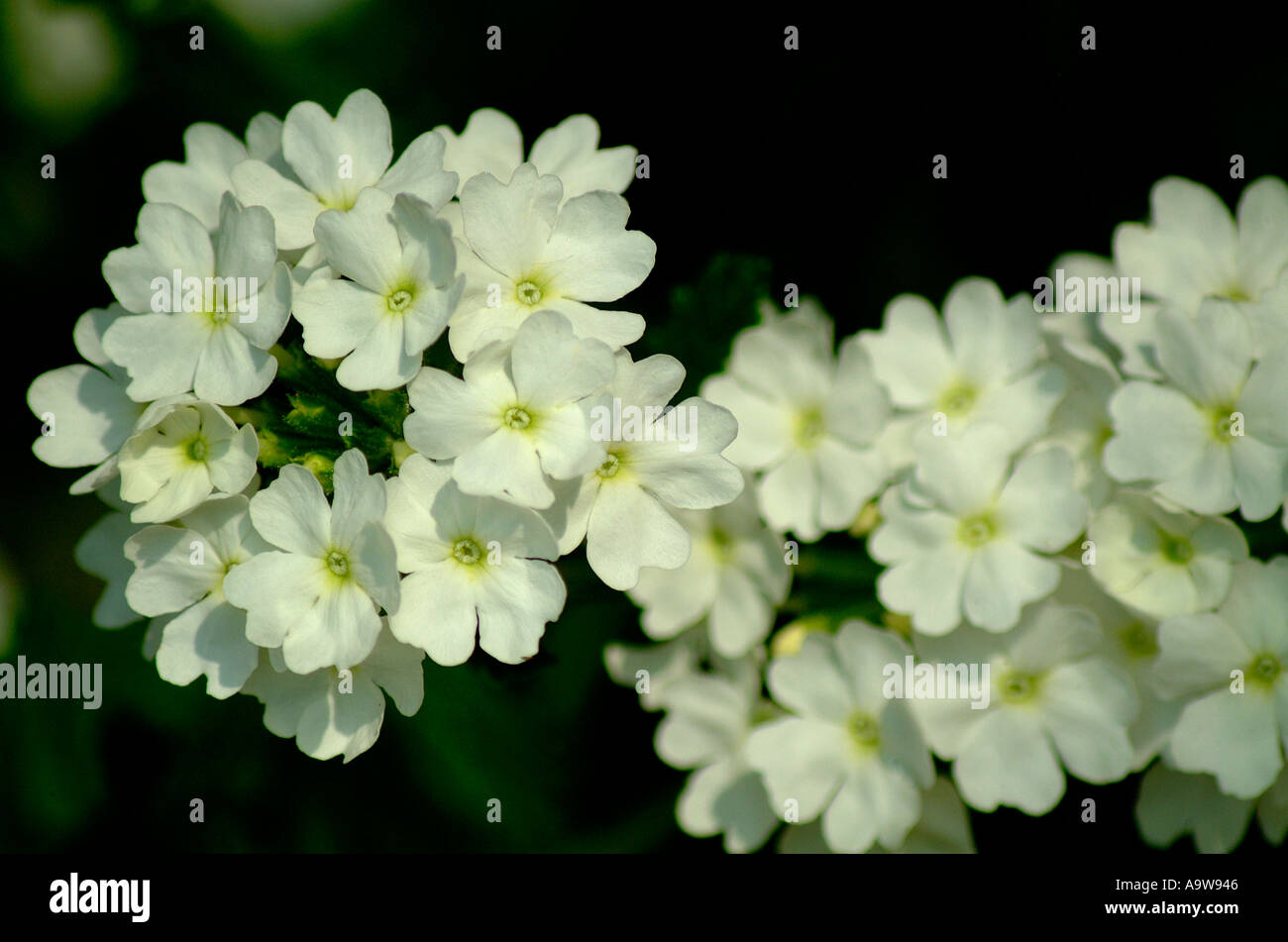 Blumen aus england Stockfoto