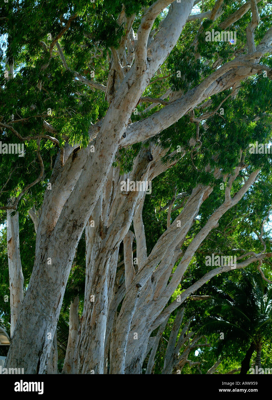 TREES0012 Stockfoto
