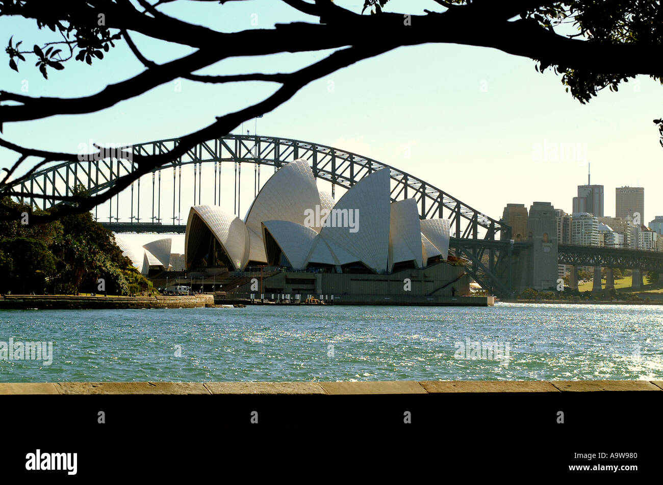 Sydney Opera House und Brücke mit Baum Stockfoto
