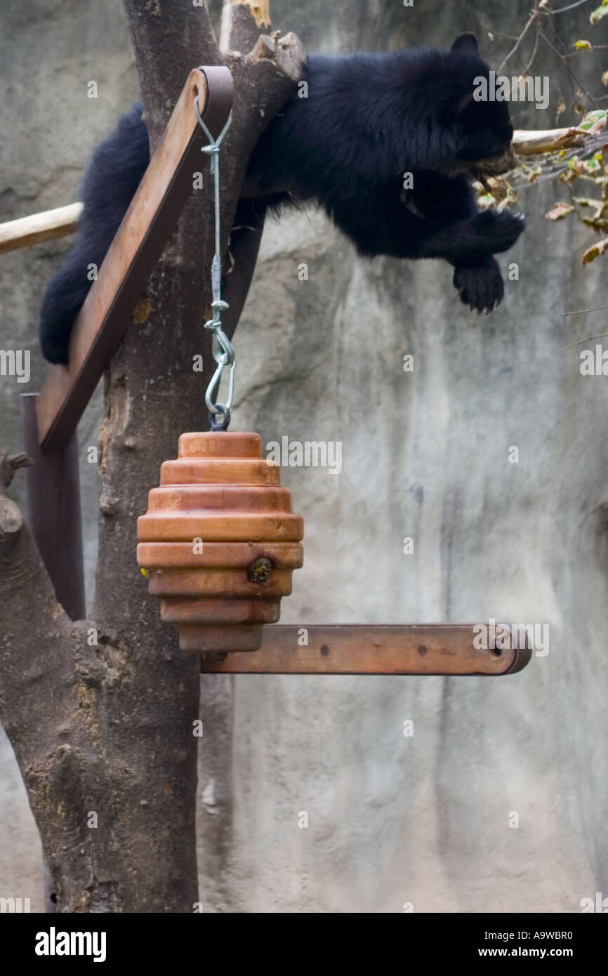 Schwarzer Bär in einem Baum Stockfoto