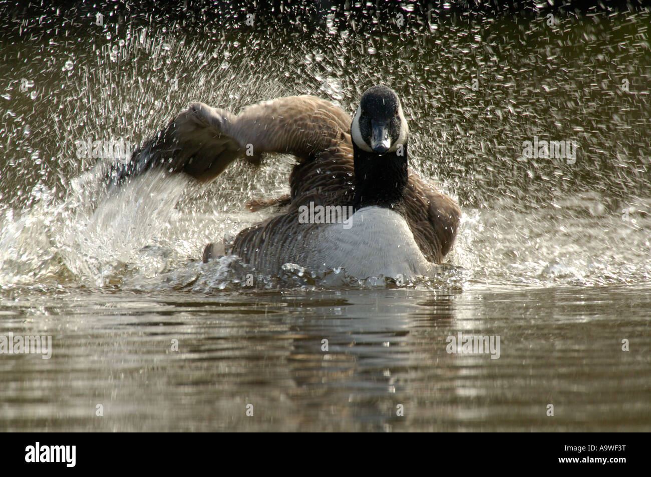 Kanada-Gans Baden am See Essex März 2007 Stockfoto