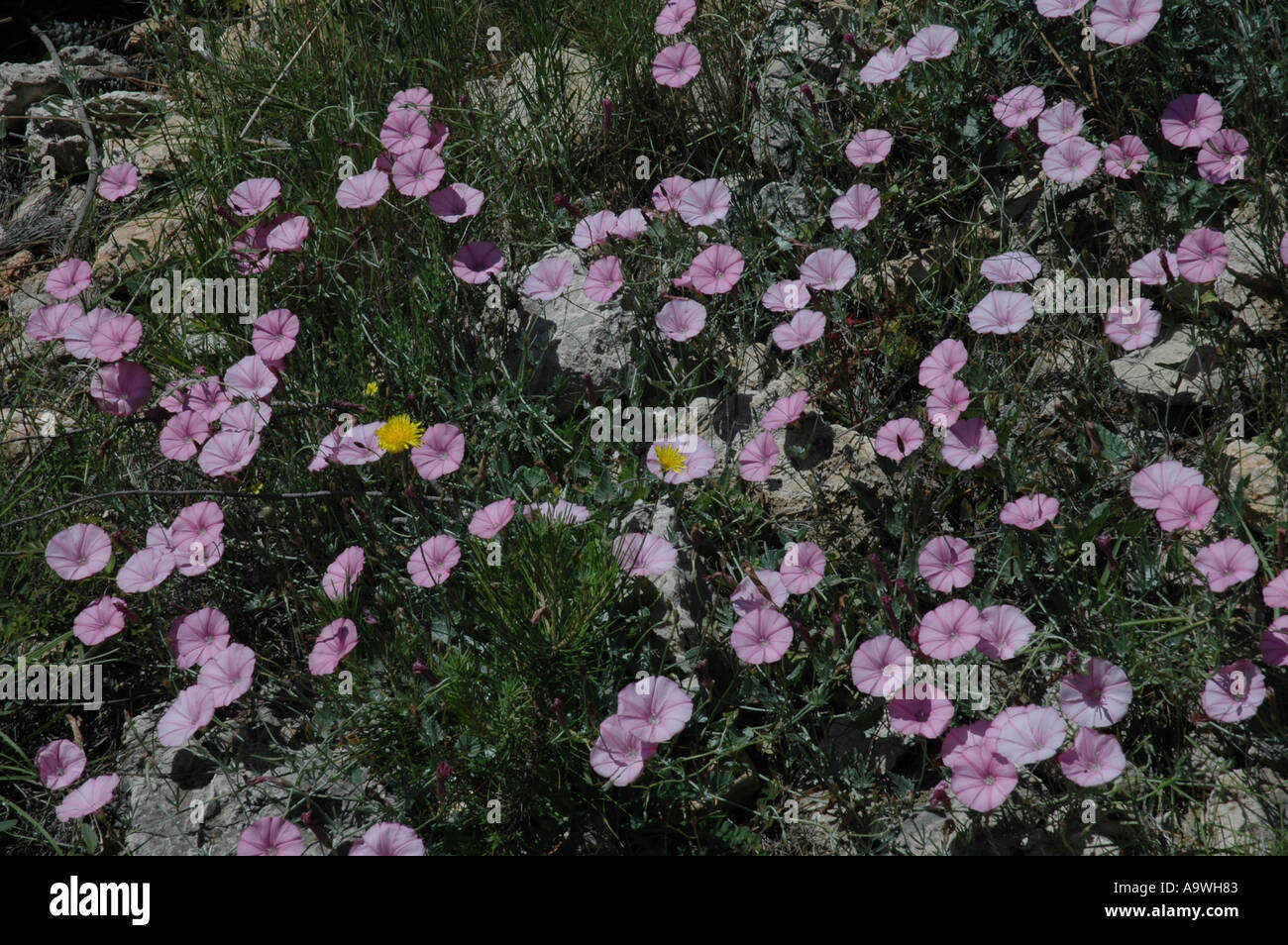 Wildblumen auf Murter Insel Adria Meer Dalmatien Kroatien Stockfoto