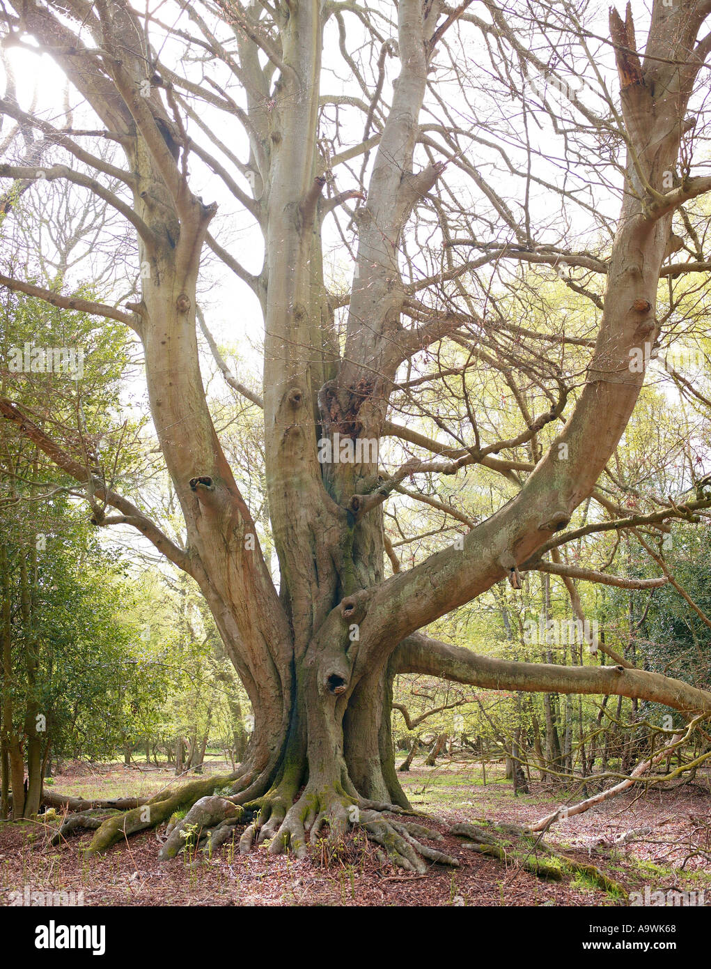 Wald Baum Herbst Wendover Wald UK Stockfoto