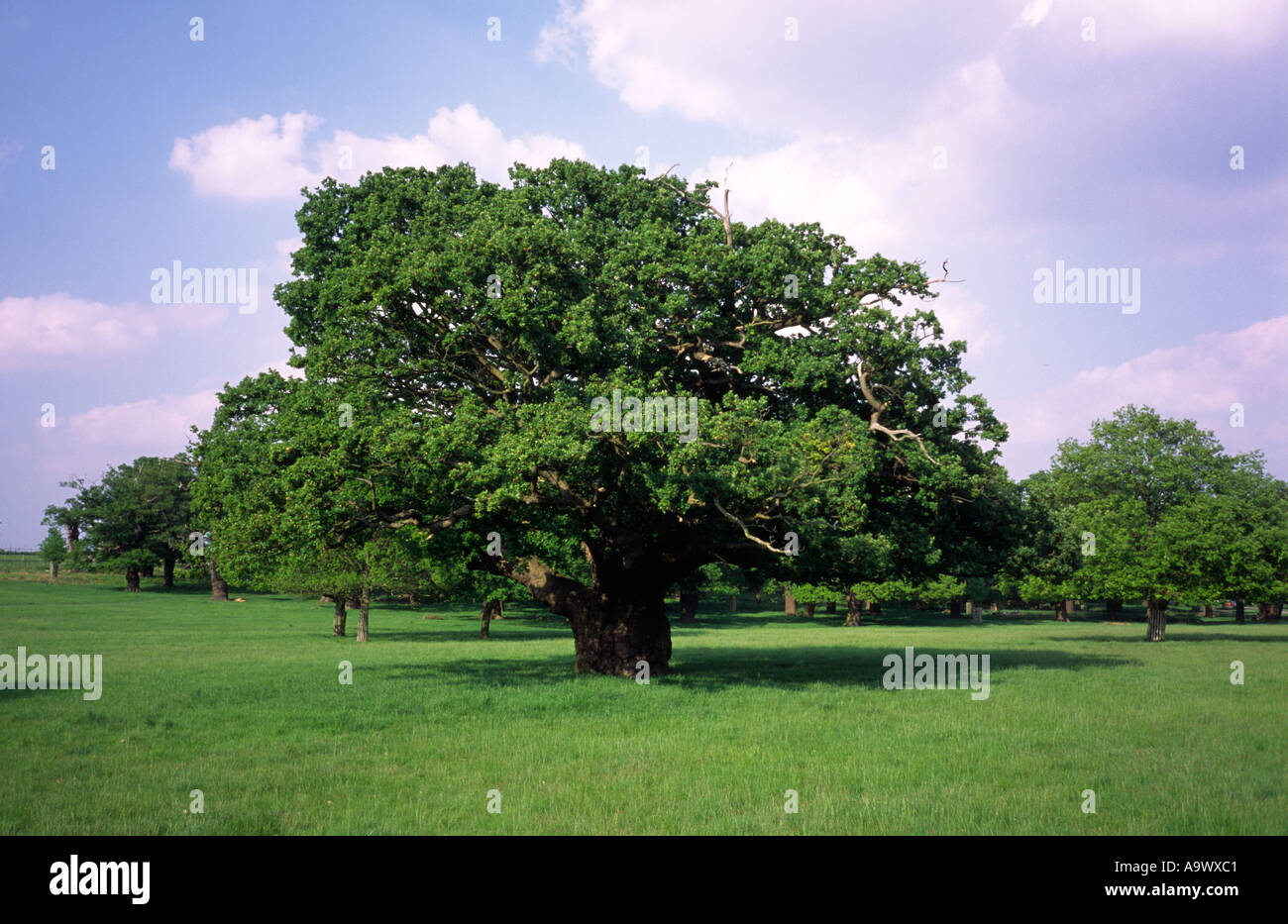 Alte Eiche im Richmond Park Surrey UK Stockfoto