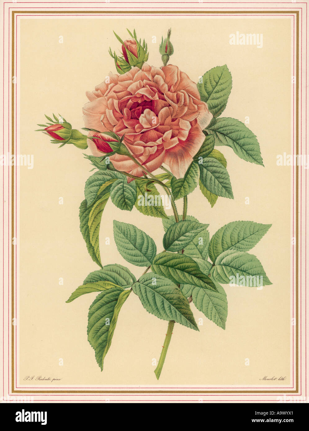 Redoute Pink Rose Stockfoto