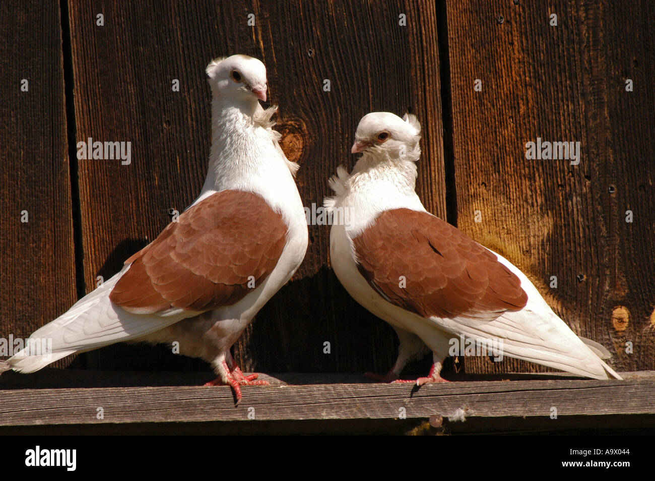 Ein Paar Paartauben mit weißen und rötlich-braunen Federn, die auf einem Holzvorsprung vor einem rustikalen Holzhintergrund thront. Stockfoto