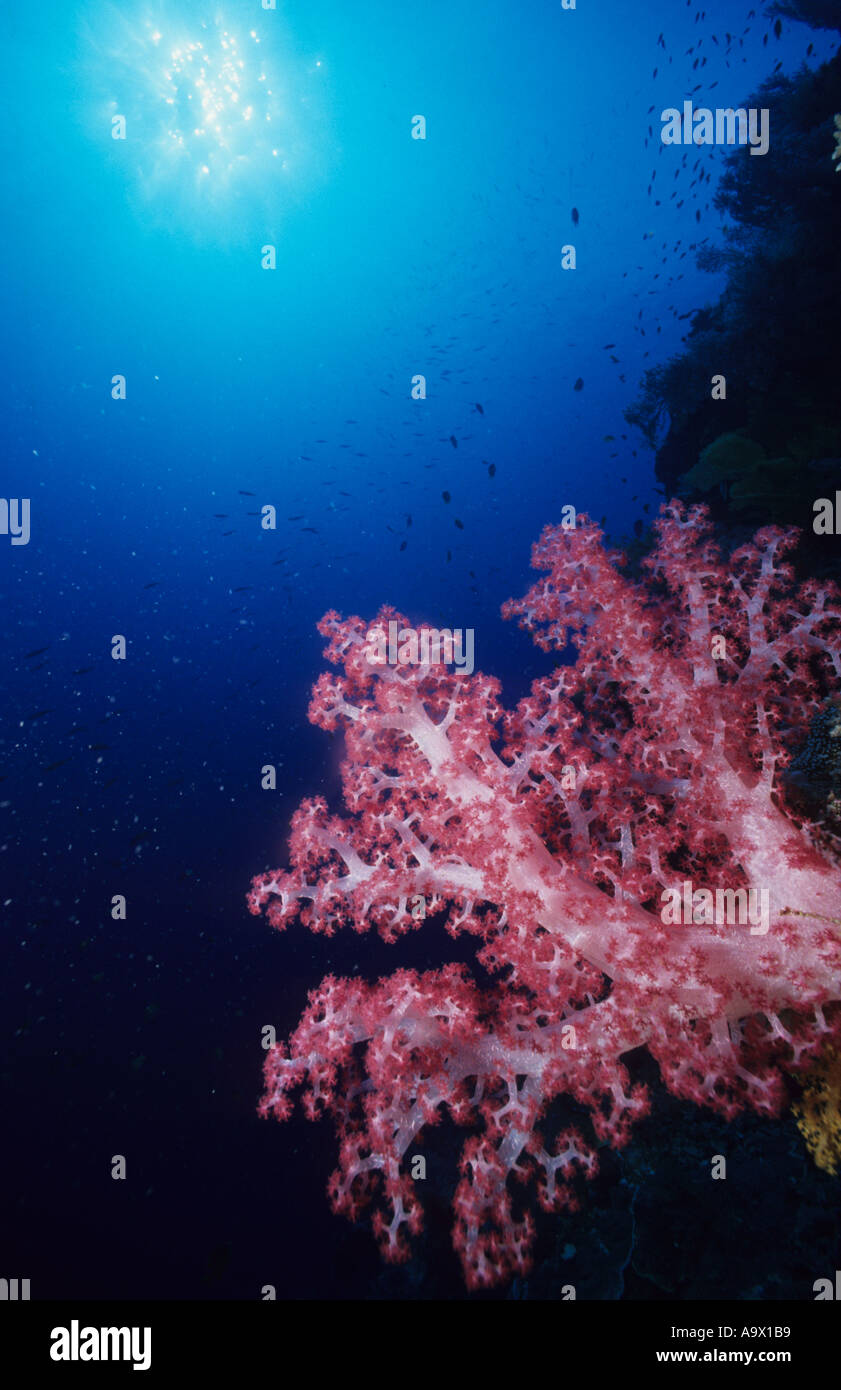 Dendronephthya Soft Tree Coral Dendronephthya Hemprichi gegen die Sonne North Reef Tubbataha Reef Sulusee Palawan Philippinen Stockfoto