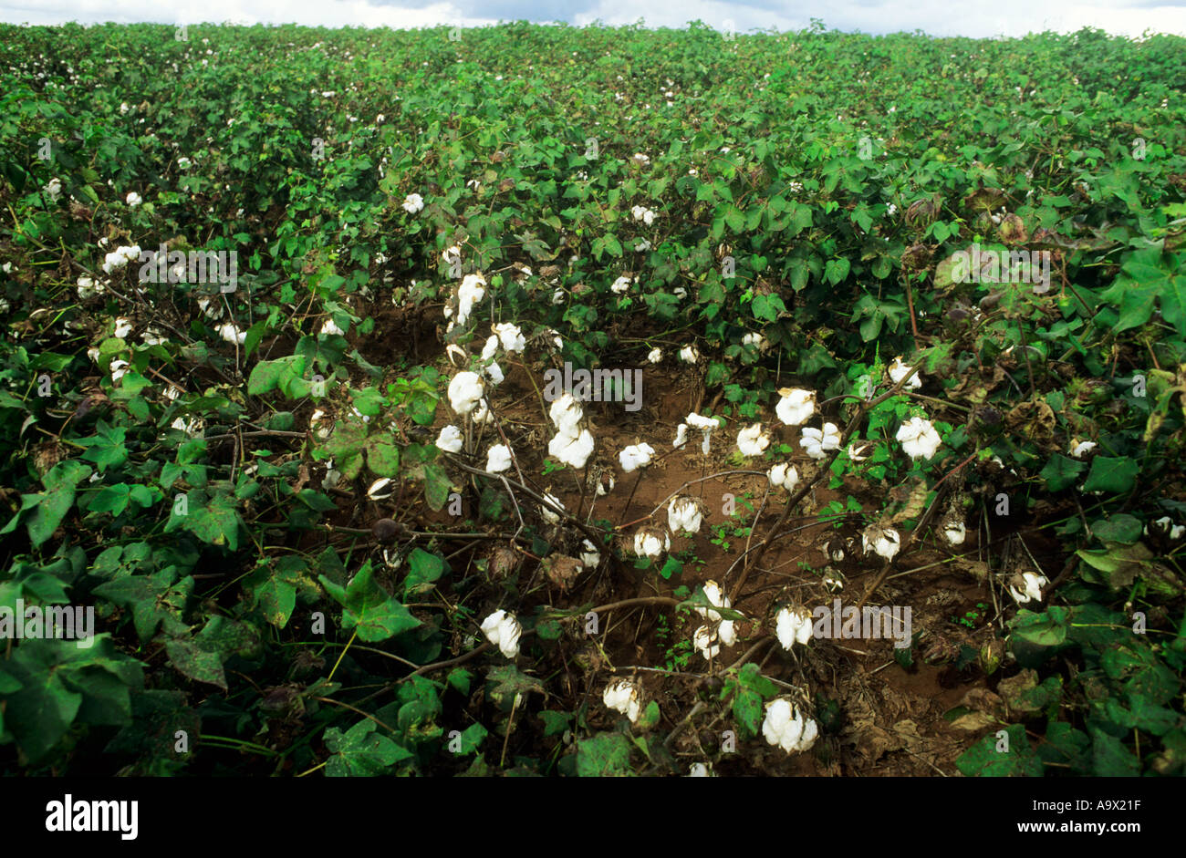 Rolandia, Bundesstaat Parana, Brasilien. Bereich der Baumwolle (Gossypium sp). Stockfoto