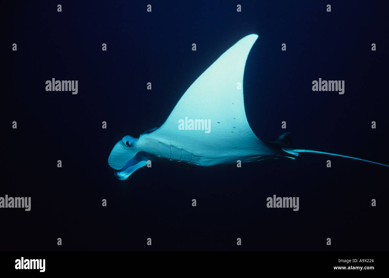 Manta Ray-Manta Birostris North Reef Tubbataha Sulusee Palawan Philippinen Stockfoto