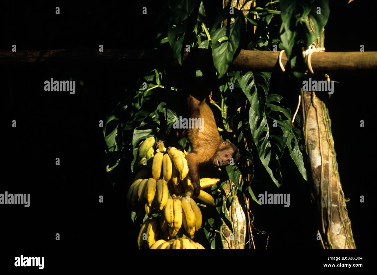 Tataquara, Xingu, Brasilien. Kapuziner Affen nehmen Bananen von einer Fütterung zeigen. Stockfoto