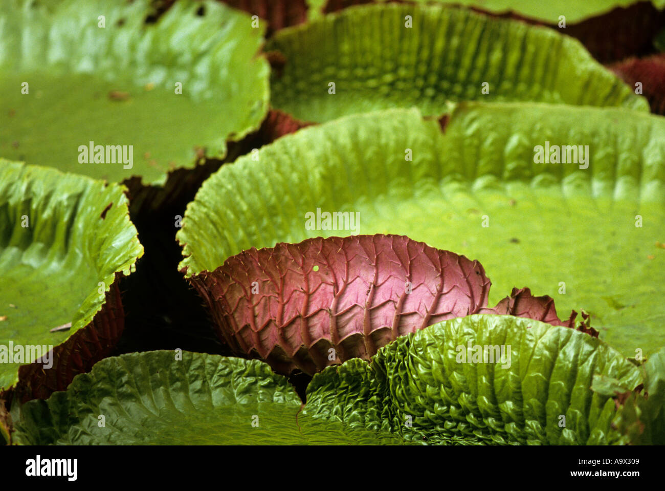 Belem, Brasilien. Vitoria Regia (Victoria Amazonica); riesige Seerosenblatt auf dem Wasser schwimmen. Amazon. Stockfoto