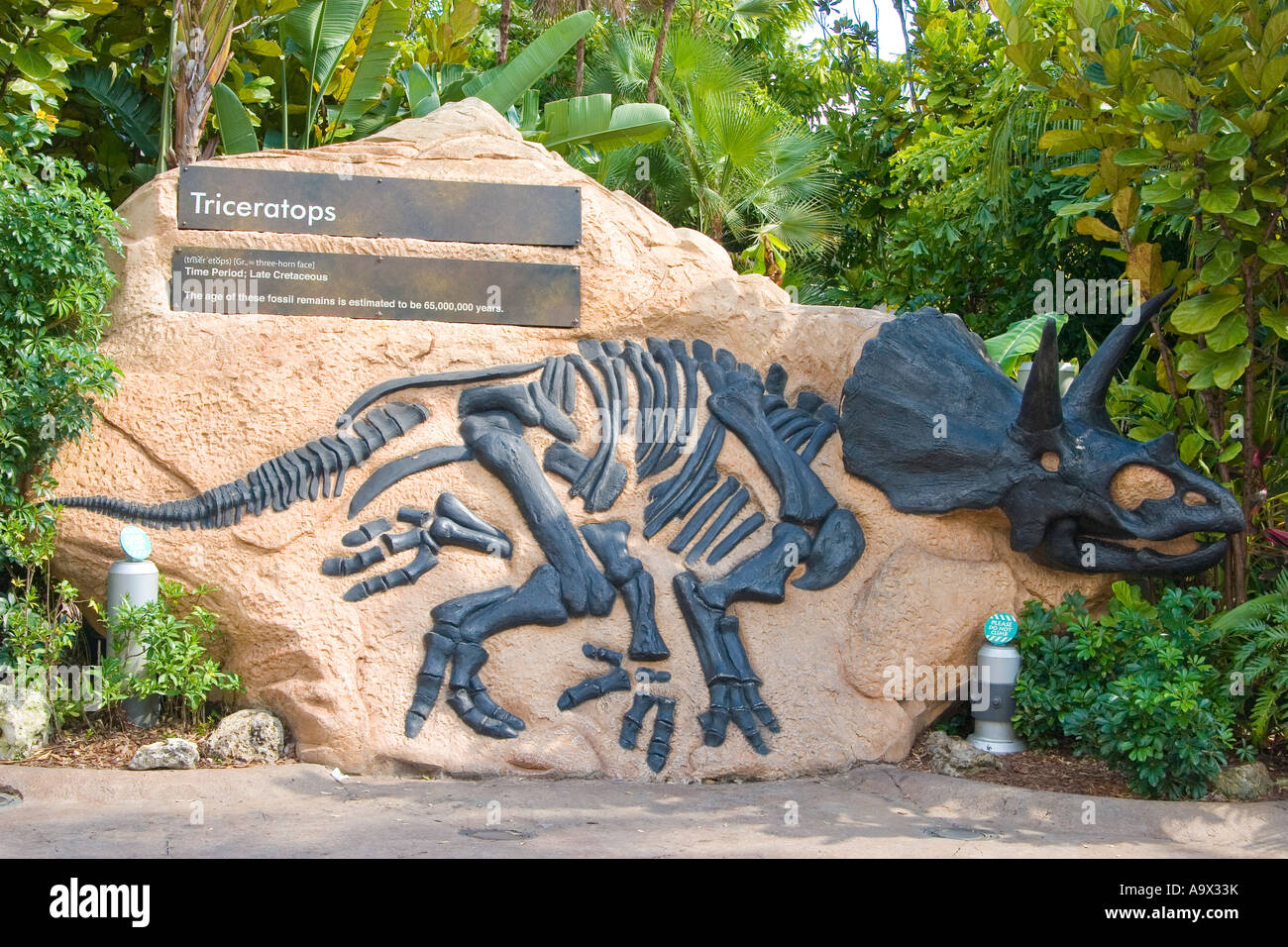 Triceratops fossilen Ausstellung. Jurassic Park, Islands of Adventure, Orlando, Florida Stockfoto