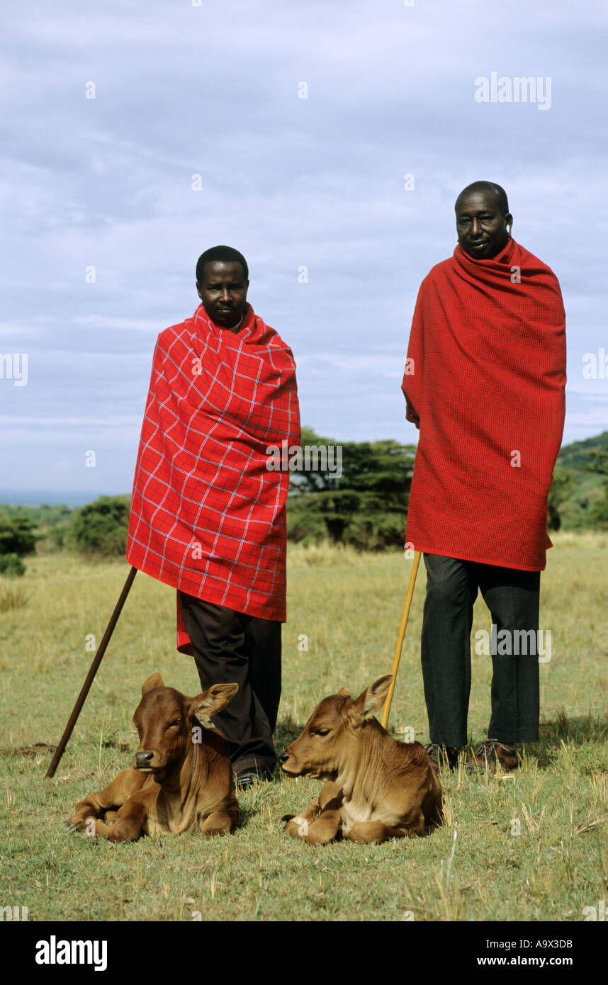 Lolgorian, Kenia. Zwei Siria Maasai-Männer mit zwei braunen Kälbern. Stockfoto