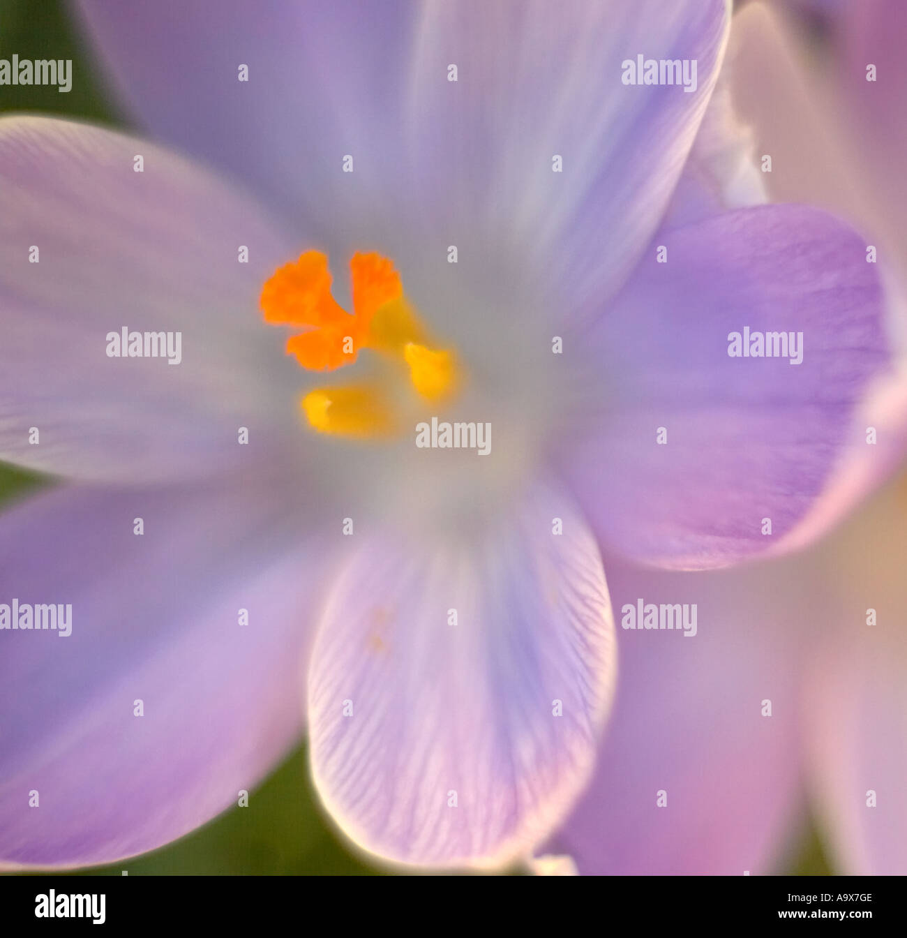 Crocus in voller Blüte in der Frühlingssonne Stockfoto