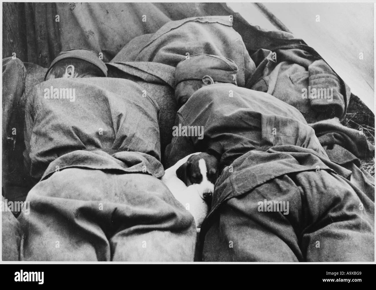 Russischer Soldat und Hund Stockfoto