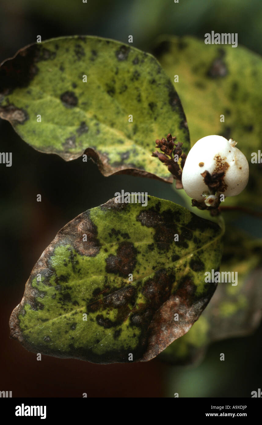 gemeinsamen Snowberry, Waxberry (Symphoricarpos Albus, Symphoricarpos Racemosus), Pilzerkrankung mit Ascochyta grandispora Stockfoto
