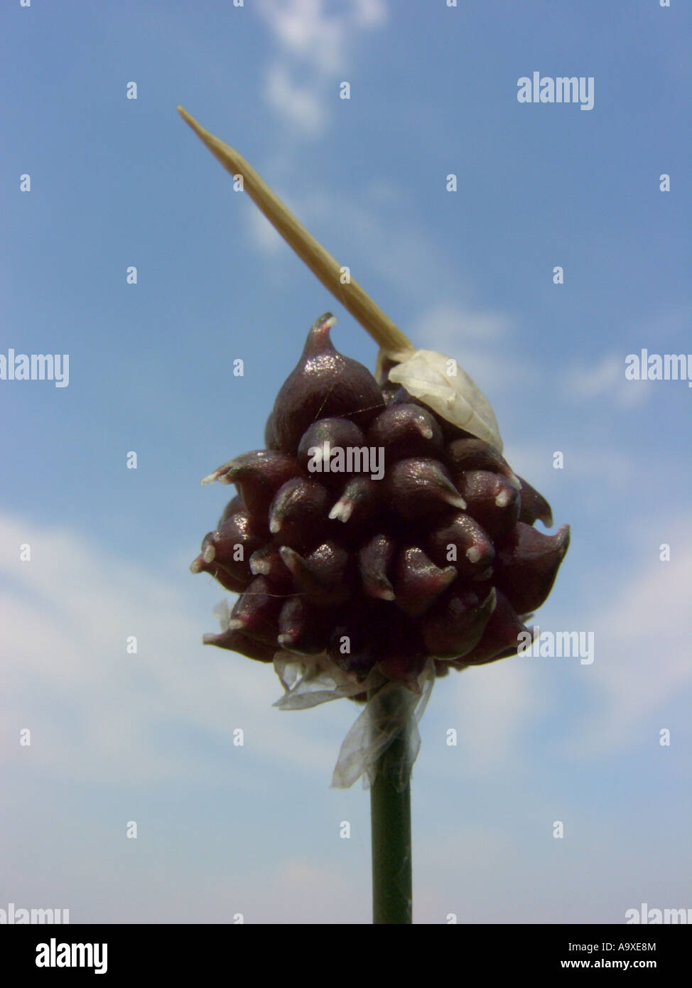 Feld, Krähe Knoblauch, Knoblauch, Blütenstand mit Zwiebelchen gegen blauen Himmel, Pseudovivipary, wilde Zwiebel (Allium Vineale) Stockfoto