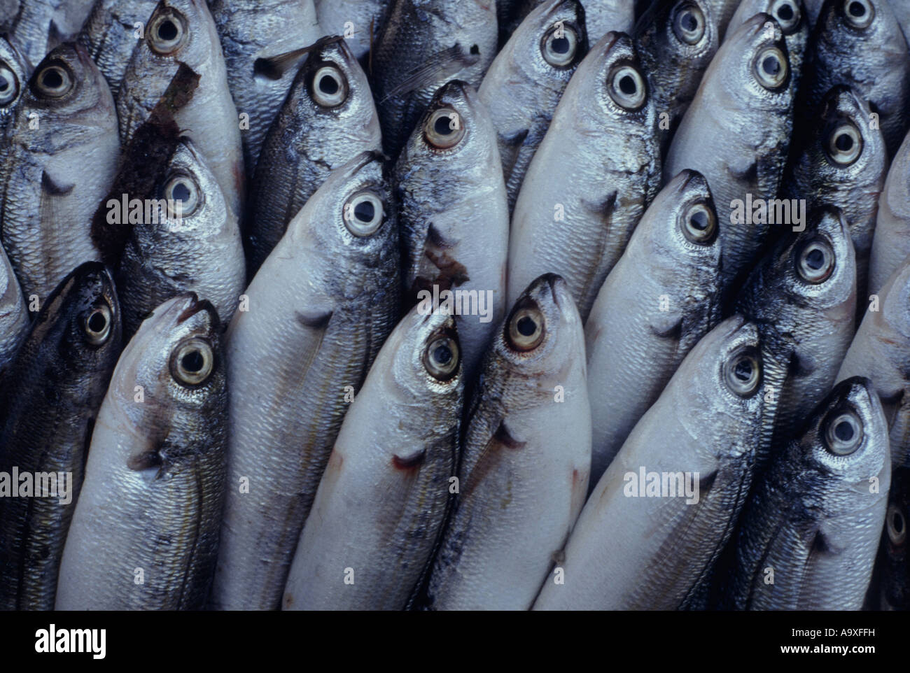 Heringe (Shads, Sprotten, Sardellen und Sardinen, Menhadens) (Clupeidae), fangfrischen Heringe, Neuseeland, nördliche Insel Stockfoto