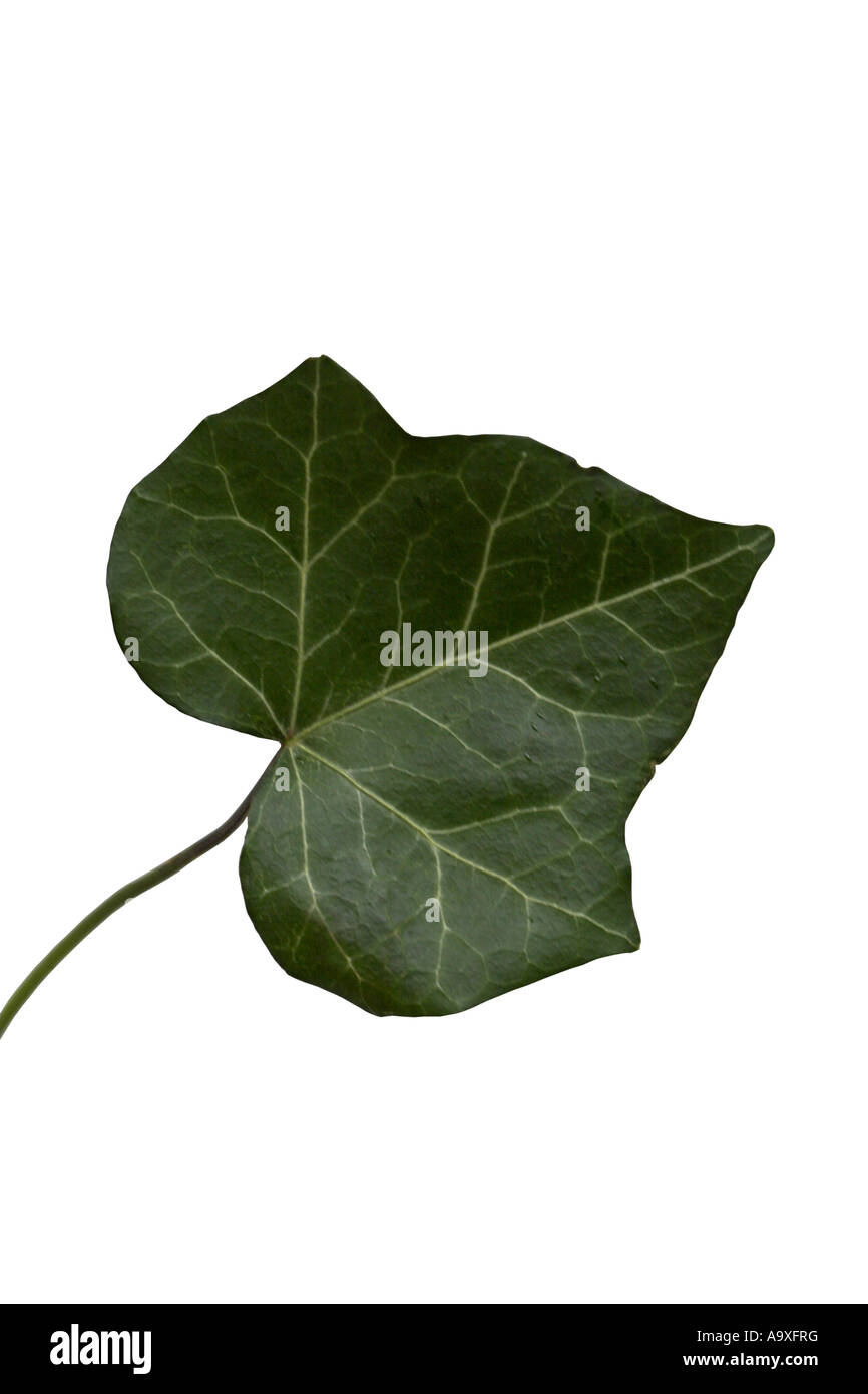 Englisch Efeu, gemeinsame Efeu (Hedera Helix), Blatt Stockfotografie - Alamy