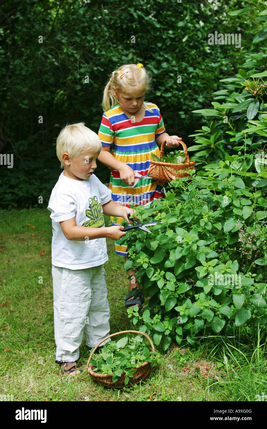 Zitronenmelisse, Garten Melisse (Melissa Officinalis), Kinder Ernte Blätter Stockfoto