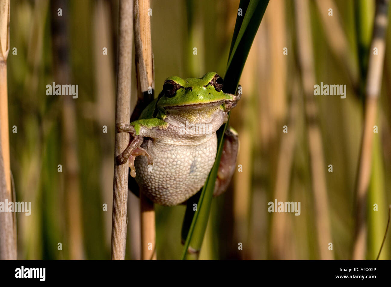 Europäische Treefrog, gemeinsame Treefrog, zentralen europäischen Treefrog (Hyla Arborea), bei Reed, Österreich, Burgenland, Neusiedler See Stockfoto