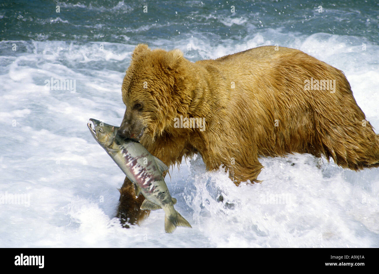 Kodiak Bären (Ursus Arctos Middendorfi, Ursus Arctos Middendorffi), mit Gefangenen Lachs in Mund, Jun, Mc Neil River, Alaska, USA Stockfoto