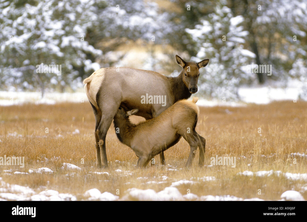 Wapiti, Elche (Cervus Elaphus Canadensis), Doe Pflege Rehkitz, USA, Wyoming, Yellowstone NP, 01 Oct. Stockfoto