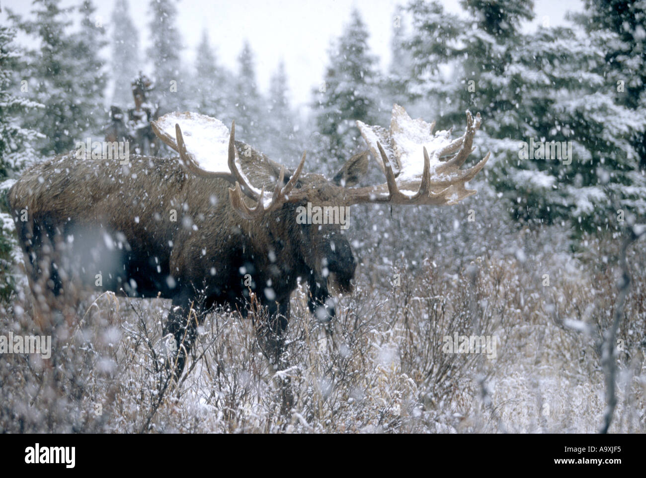 Alaska-Elch, Elch Tundra, Yukon Elch (Alces Alces Gigas), Schneefall, USA, Alaska, Denali NP, Sep 97 bull. Stockfoto