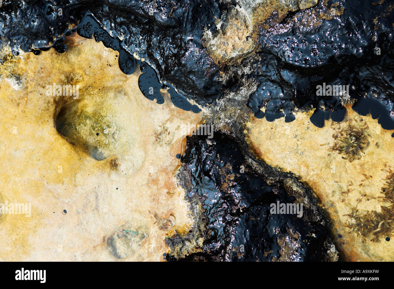 Closeup Ölverschmutzung auf Felsen des Strandes in Tidepool mit einigen schwimmt auf Wasser Stockfoto