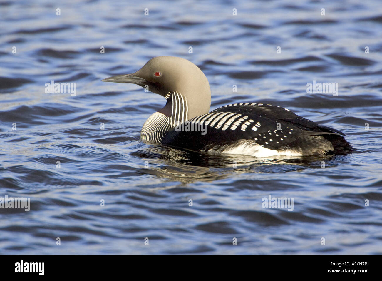 Prachttaucher (Gavia Arctica), auf dem Wasser, Schottland, Speyside, Lochindorb, Jun 04. Stockfoto