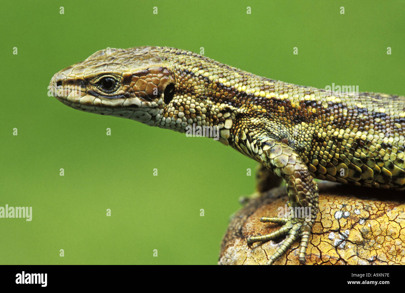 vivipare Eidechse, europäischen gemeinen Eidechse (Lacerta Vivipara), sitzen, Porträt, Wiltshire, England, Longleat, Jun 02. Stockfoto