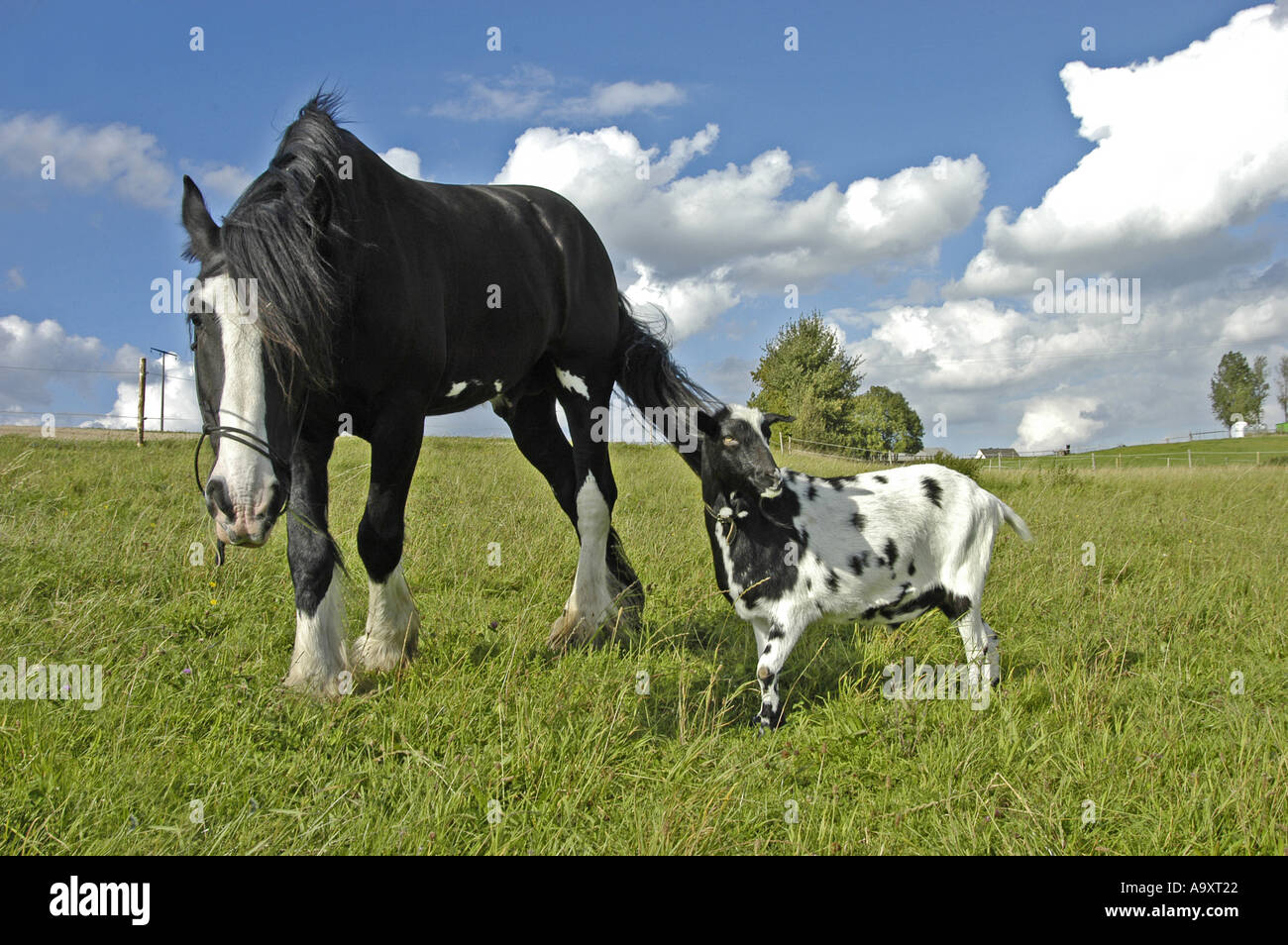 Shire Horse und Ziege (Equus Przewalskii F. Caballus) nebeneinander auf der Weide stehen. Stockfoto
