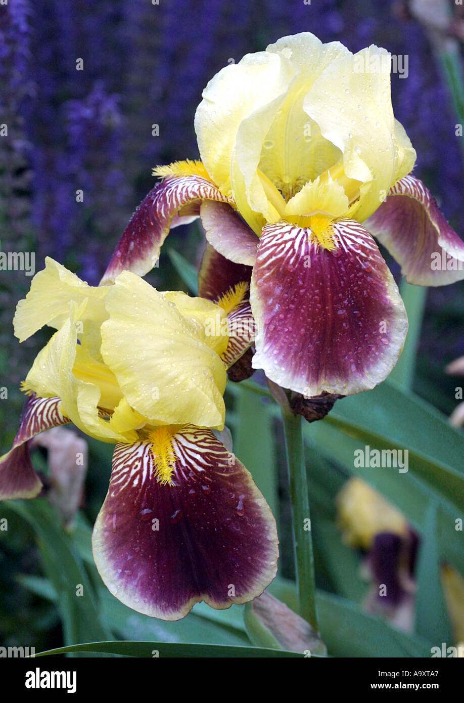 bunte Iris (Iris Variegata), zwei Blüten Stockfoto