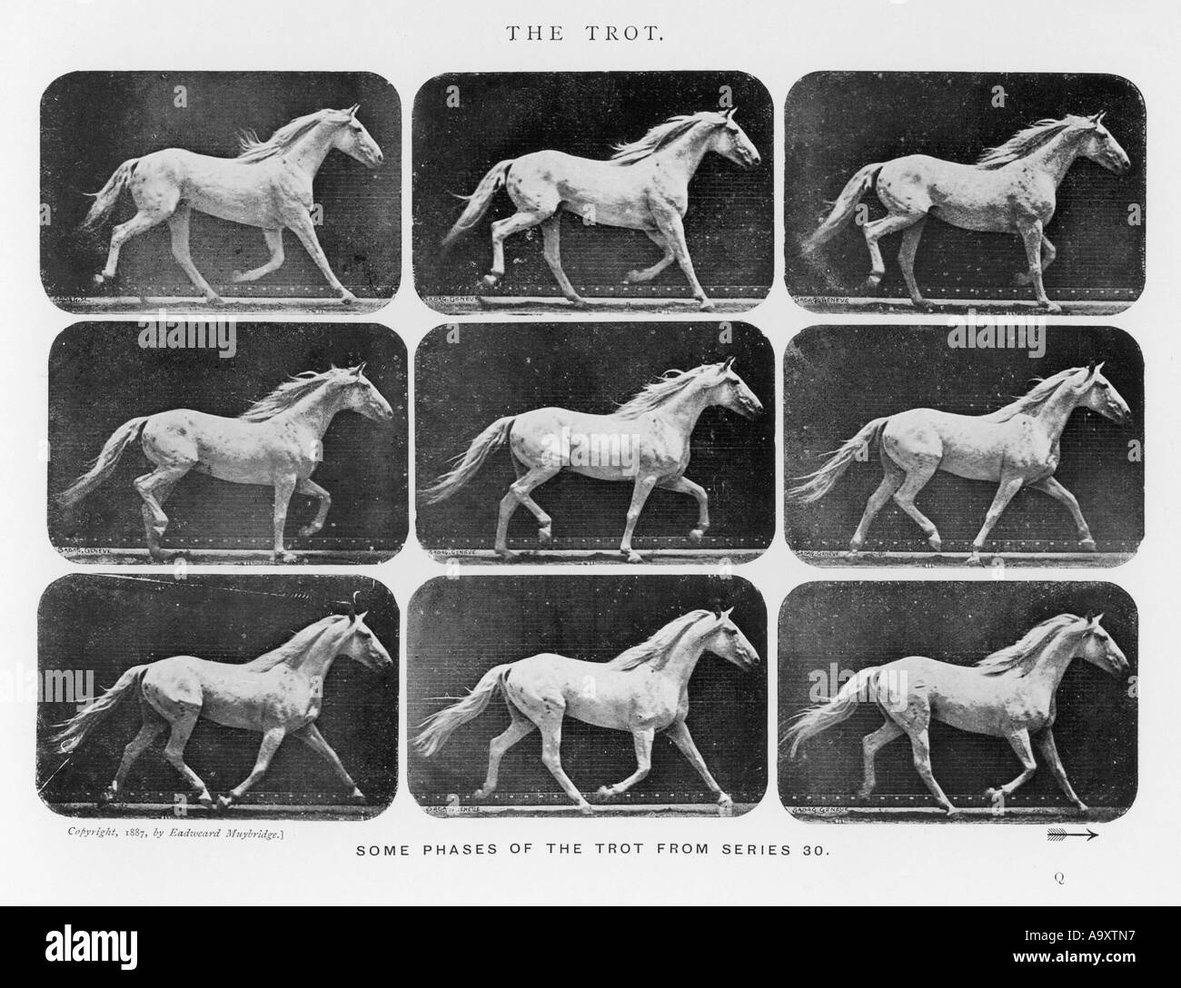 Muybridge Pferd Trab Stockfoto