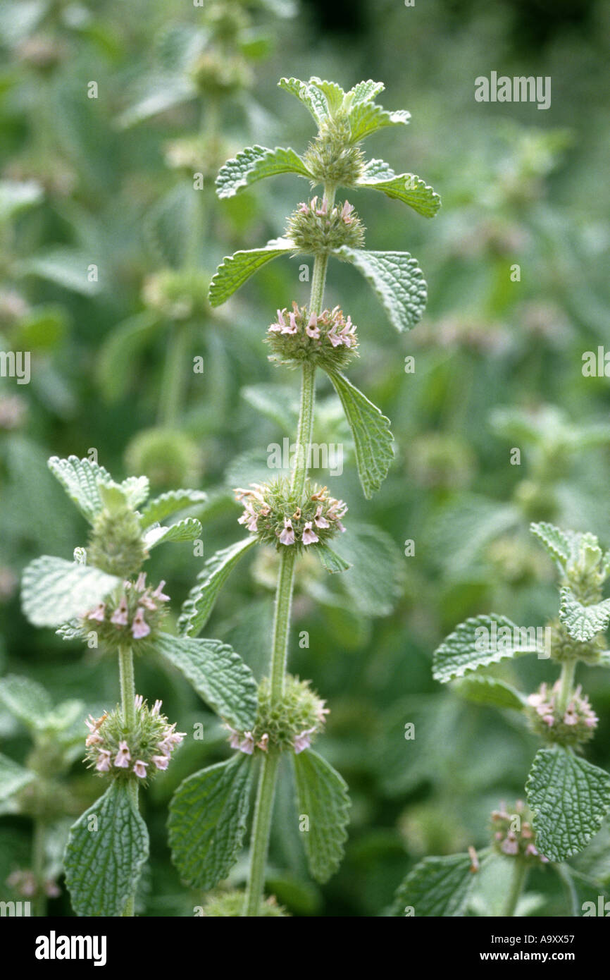 gemeinsamen Andorn, gemeinsame Hoarhound, weißer Andorn (Marrubium Vulgare), blühen. Stockfoto