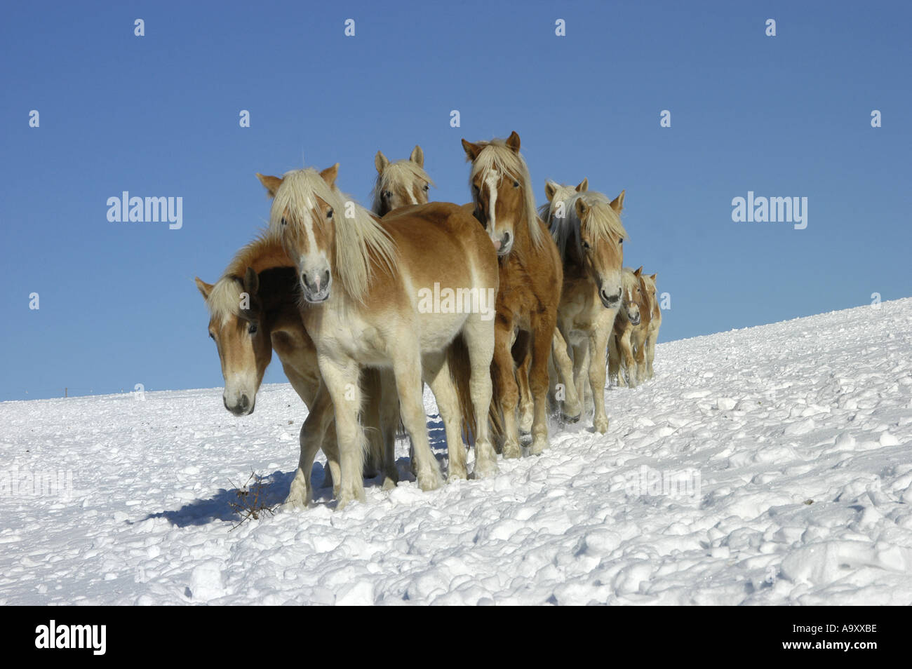 Haflinger-Pferd (Equus Przewalskii F. Caballus), Herde auf der Weide Winter, im Schnee. Stockfoto