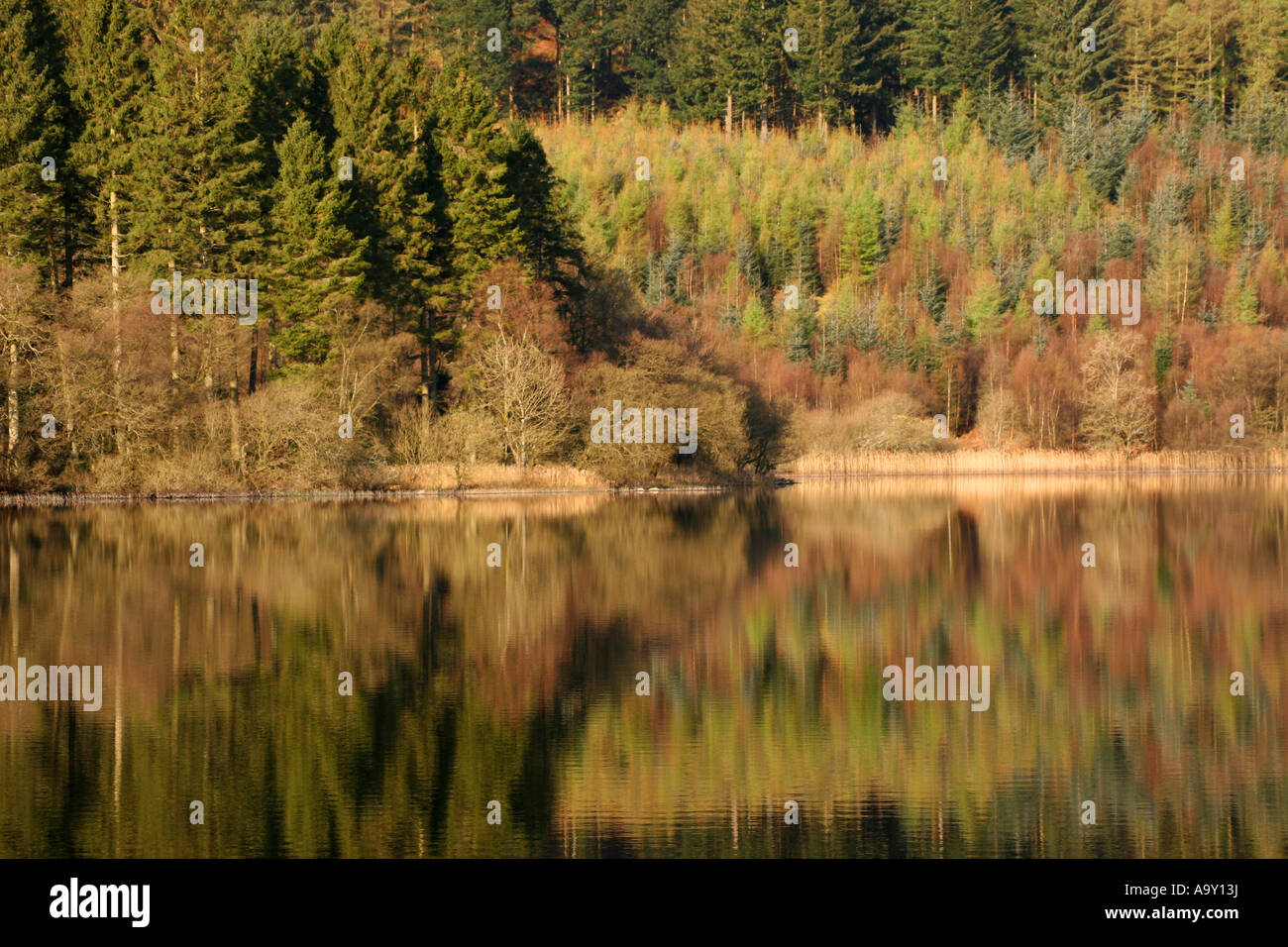 Bäume spiegeln sich in den Gewässern von einem schottischen loch Stockfoto