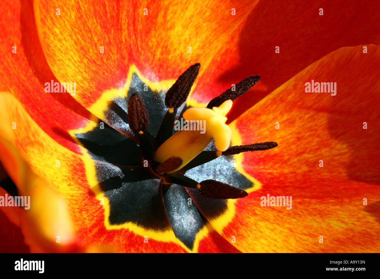 Nahaufnahme einer Frühjahr blühende Tulpe Stockfoto