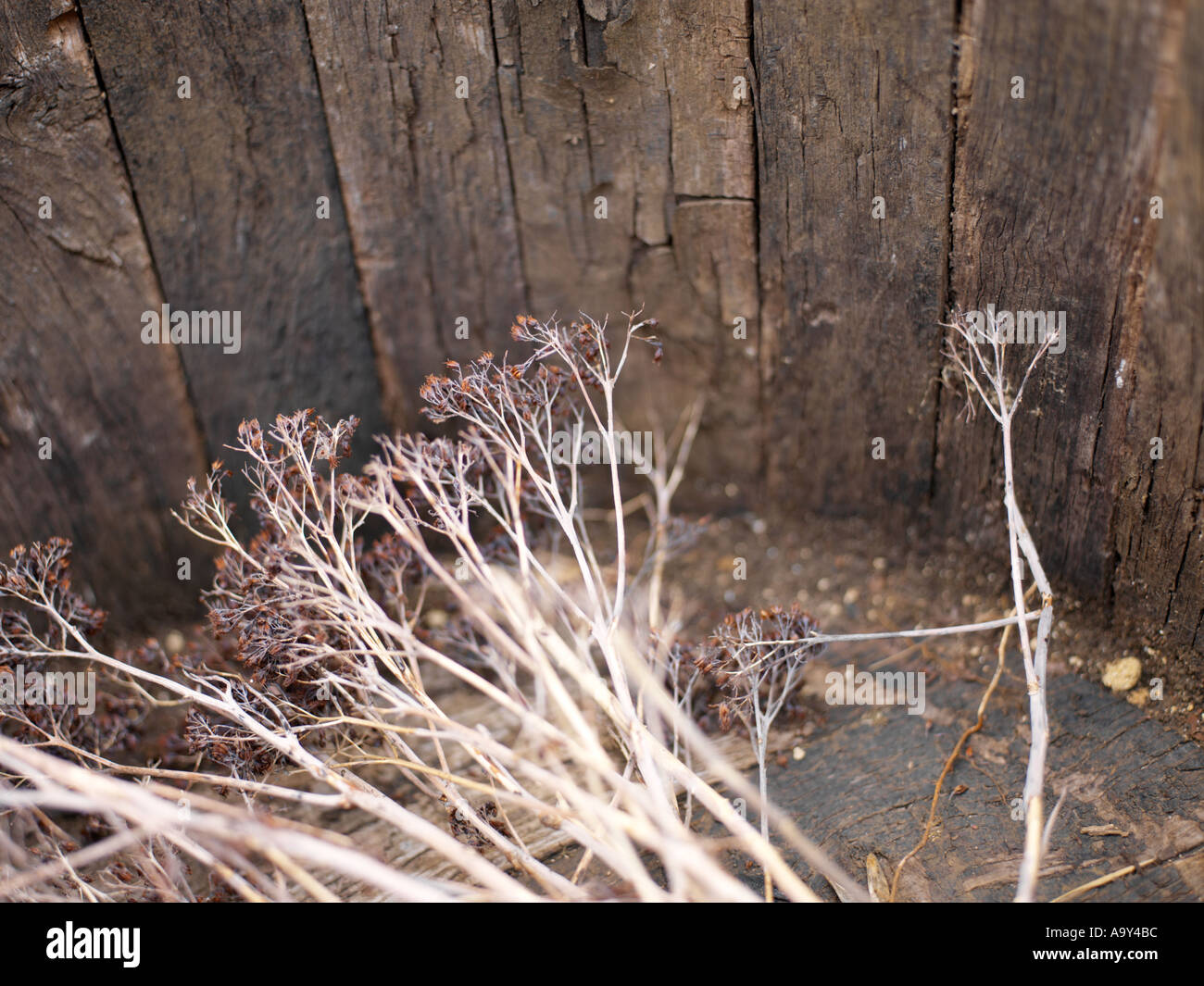 Holzzaun und toten Blumen Stockfoto