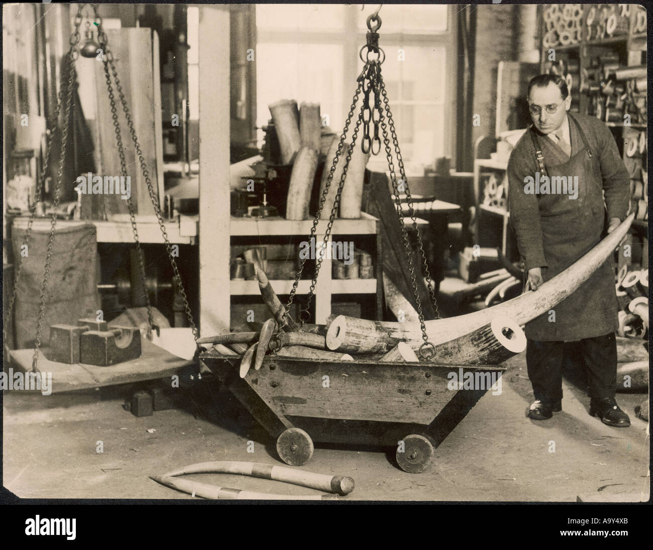 Mit einem Gewicht von Elfenbein Stoßzähne Stockfoto