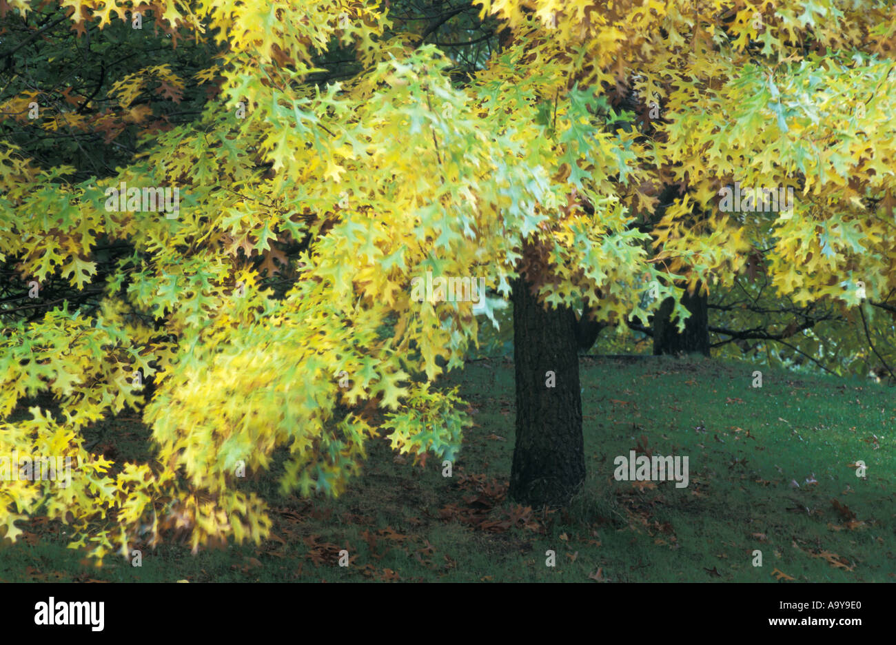 Eichenlaub (Quercus Palustris) erschüttert von Herbstwind Stockfoto