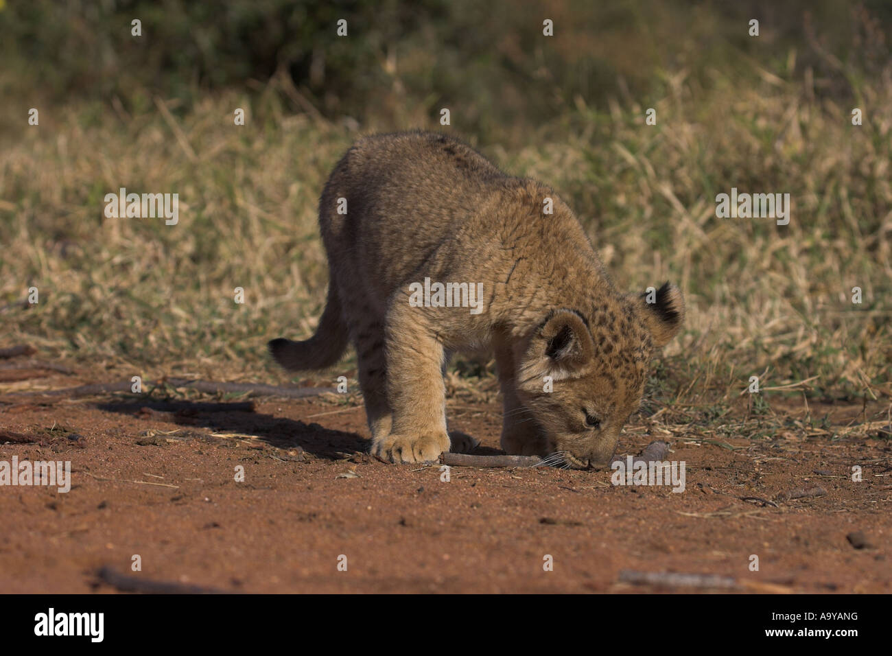 Löwenjunges untersuchen einen Stick - Südafrika Stockfoto
