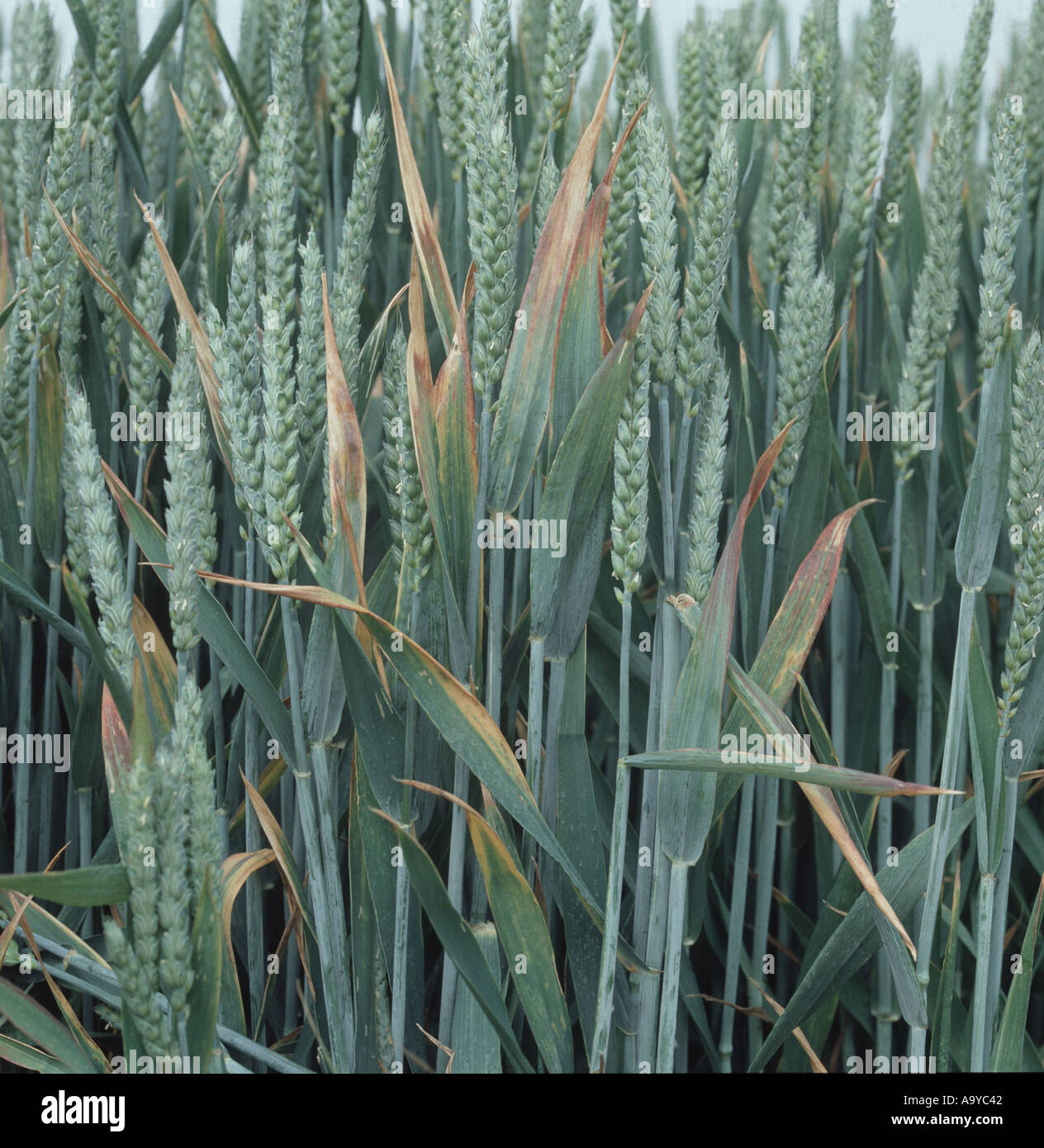 Gerste yellow Dwarf Virus BYDV Symptome auf Weizenpflanzen im Ohr Stockfoto