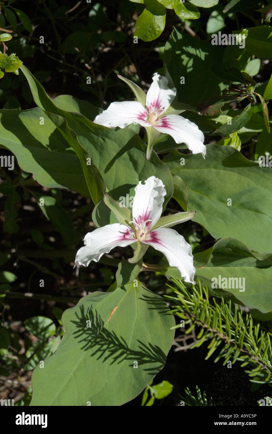 Malte Trillium-Trillium Undulatum-während der Frühlingsmonate auf der Seite Meader Ridge Trail Stockfoto