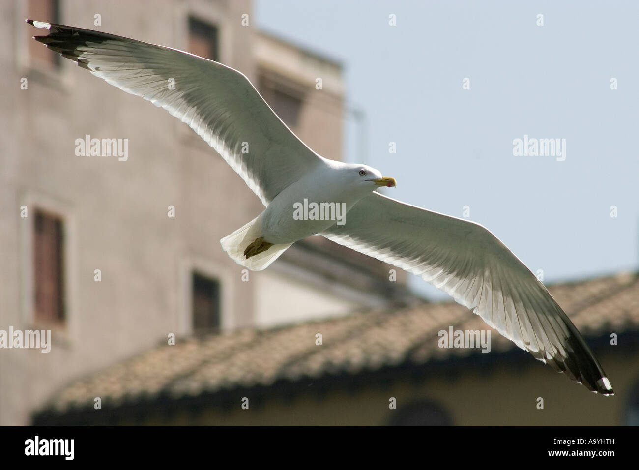 Fliegende Common Gull (Larus Canus) Stockfoto