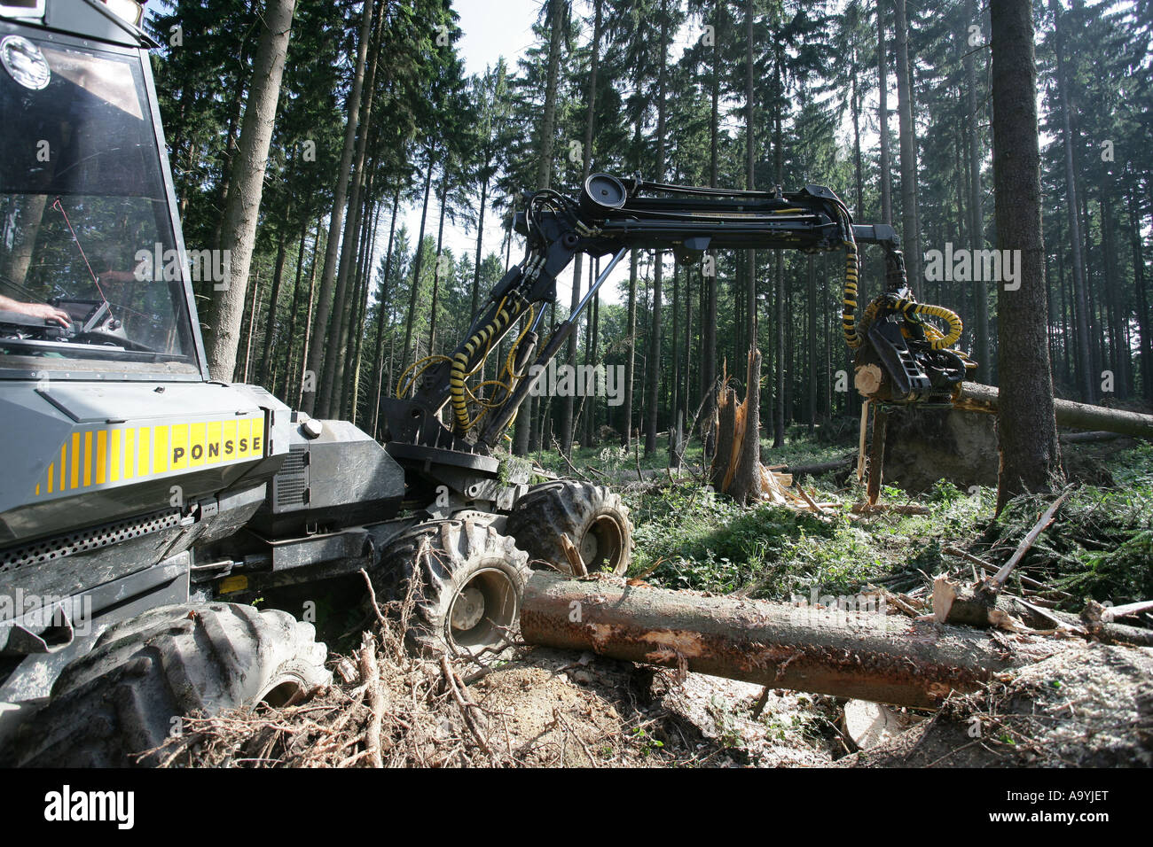 Holzfäller arbeitet mit einer Erntemaschine in der Forstwirtschaft Stockfoto