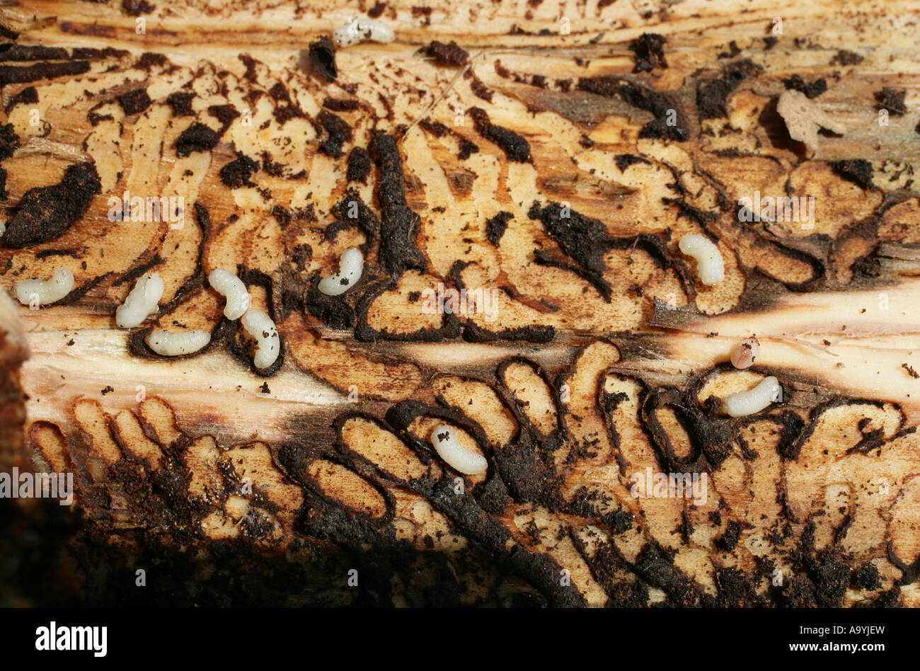 Borkenkäfer-Larve in einen Baum Stockfoto