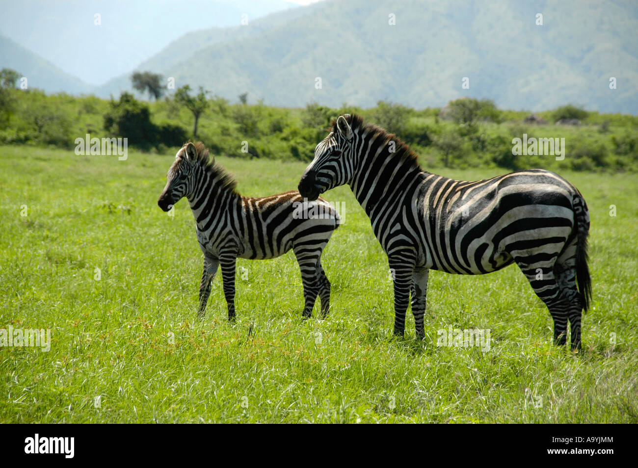 Zebras-Mutter mit ihrem Fohlen in der Savanne Nechisar Nationalpark in der Nähe von Arba Minch-Äthiopien Stockfoto