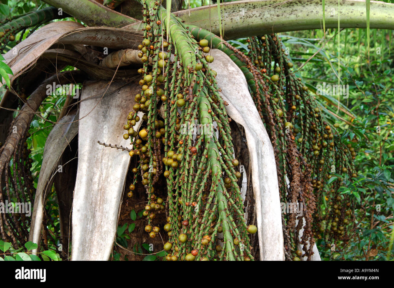 Moriche Palme, Mauritia Flexuosa, Amazonasbecken, Brasilien Stockfoto